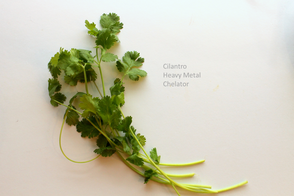 cilantro